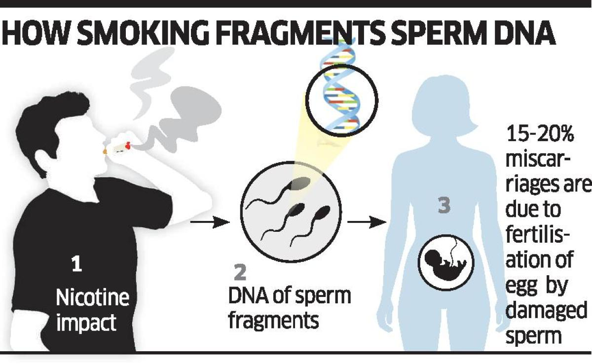 How smoking fragments sperm DNA