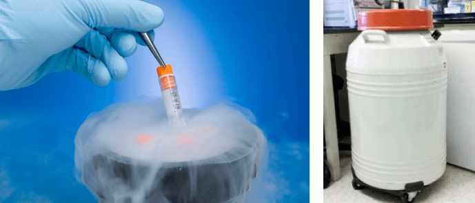 Cryopreservation