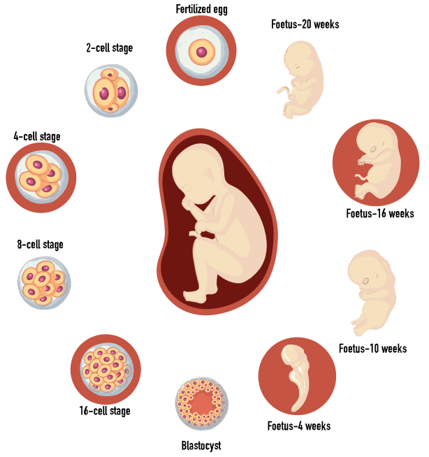 Embryologist perspective