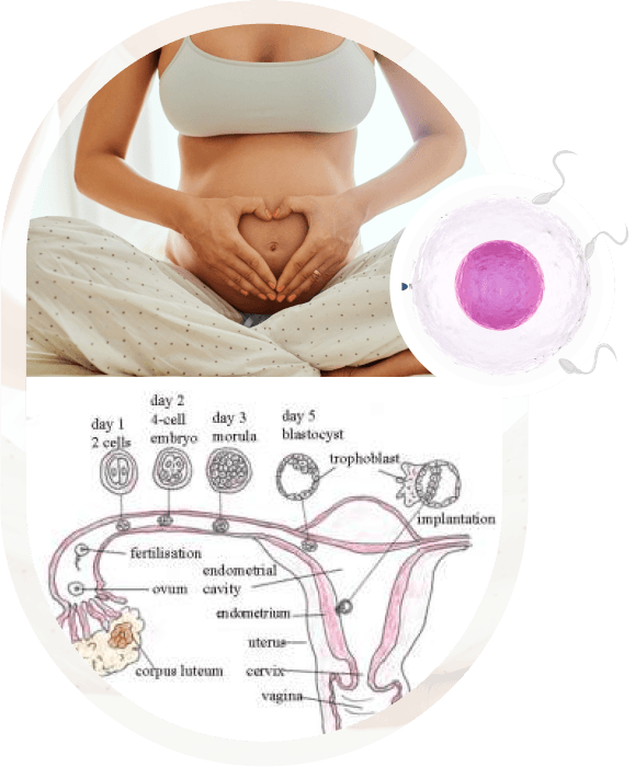 IVF treatment at Sunflower in Ahmedabad